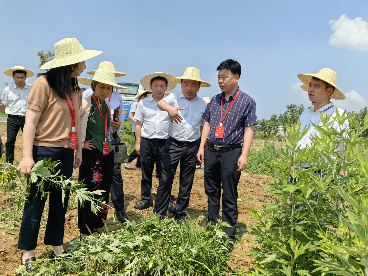 第6張：2023年5月9日，蘄春縣政協(xié)組織委員在彭思鎮(zhèn)蘄艾基地調(diào)研視察蘄艾收割機械化工作.jpg